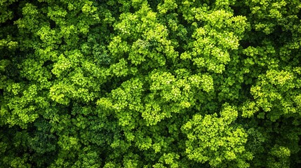 Lush Green Canopy: Aerial View of a Dense Forest