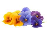 Scattered Pansy Flowers Isolated on White Background