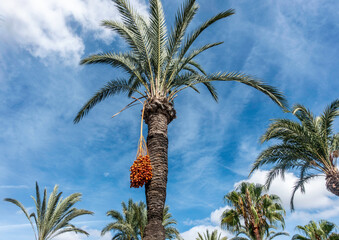 a date palm tree with fruit hanging from its branches in santa eulària des riu, in ibiza, spain