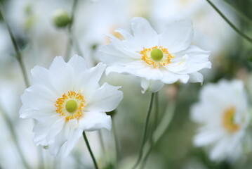 Wall Mural - white flowers of the autumn anemone, flowers of the large anemone, beautiful white flowers with yellow pollen pistils