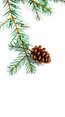 Wall Mural - single evergreen branch with pine cone