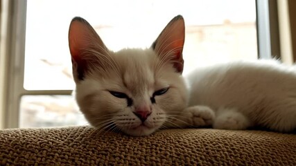 Wall Mural - Fluffy White Cat