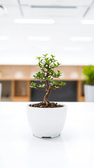 Canvas Print - small bonsai tree a white pot