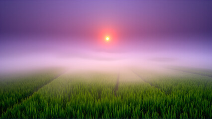 Beautiful morning fog in the rice field background.