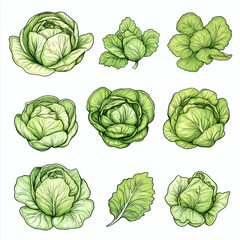 Set of green cabbage vegetable clip art illustration