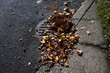 © knelson20 - Round iron stormwater drain in a city street next to a weathered concrete sidewalk, blocked and clogged by fall oak leaves and acorns