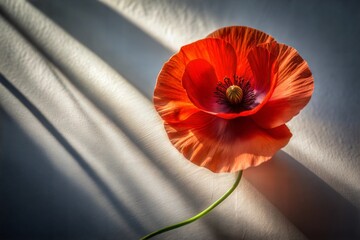 Wall Mural - Red and orange poppy flower against white fabric with shadows