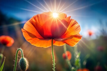 Wall Mural - Red poppy flower with sun halo in warm glow