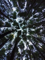 pine trees forest from bottom view treetops from the ground