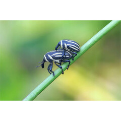 weevil