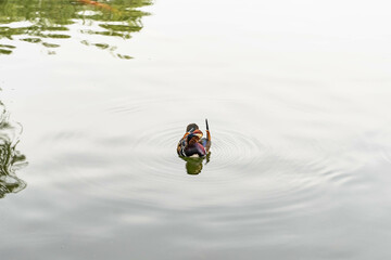 Mandarin duck in the water