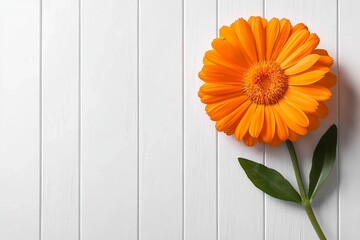 Calendula flower in minimalist style, with vibrant orange petals standing out on a soft white background