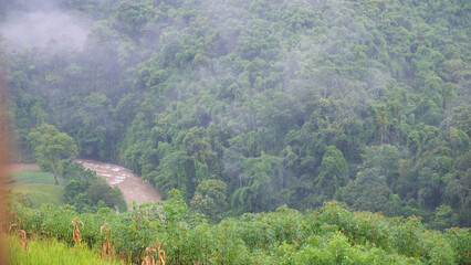 Wall Mural - Landscape of a beautiful mountain river on foggy day