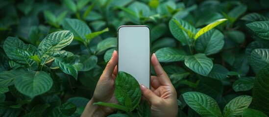 Canvas Print - A person holding a smartphone with a blank screen surrounded by green leaves.