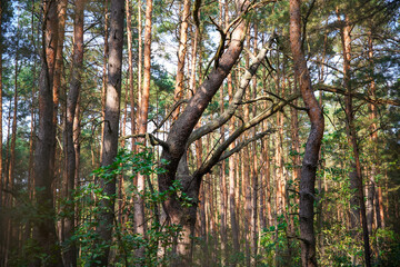 Mystic trees in a forest in Poland.