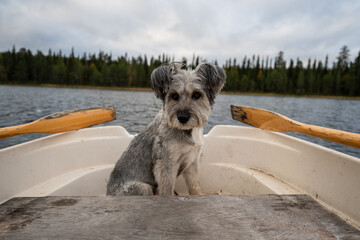 dog without a breed is sitting in a boat