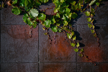 A resilient green plant is slowly growing and thriving on an old brick wall, showcasing natures ability to adapt to various surfaces