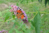 Fototapeta Storczyk - A peacock butterfly with open wings sucking up nectar from buddleia pink flowers