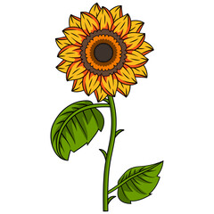 Canvas Print - Sunflower Illustration With Outline