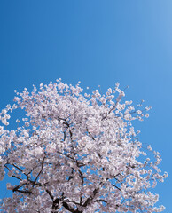 spring background. white cherry blossoms against a blue sky. easter background. white blossom tree. 