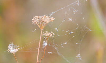 Wall Mural - A spider web is covering a plant with a brown flower