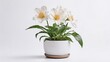 © Sacha - White flowers in a bright pot on a minimalistic background with copy space