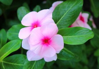 Wall Mural - pair of beautiful pale pink with hot pink center blooming periwinkle
