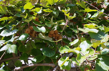 kiwi on a tree