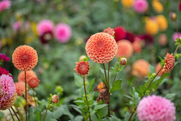 Wall Mural - orange ball dahlia in a colorful garden.