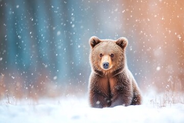 A brown bear gazes calmly in the snow with evening light casting a blue hue in a minimalist setting