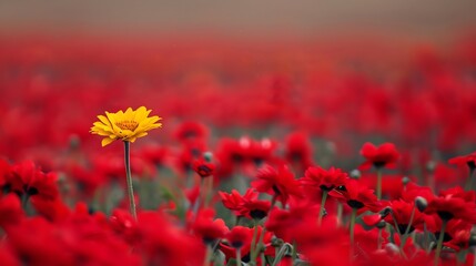 Sticker - A single yellow flower stands out in a field of red flowers.