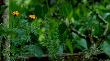 The beautiful of Marigold flowers, Image suitable for the background of a graphic design