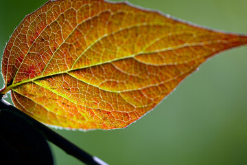 Sticker - close up of a leaf, nacka,sverige,sweden,stockholm,autumn