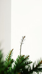 Wall Mural - close- a pine branch with sharp needles