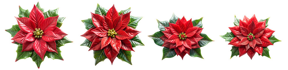 Wall Mural - Decorative Poinsettia Flowers set in glossy clay style, Isolated on White Transparent Background, PNG Element