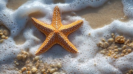 Fototapete - Perfectly centered red starfish on soft sandy beach with a white background for a clean coastal decor display simple and elegant highlighting the beauty of marine life from top view