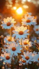 Poster - picturesque view of white daisies sprawling across a meadow illuminated by the last rays of the sett