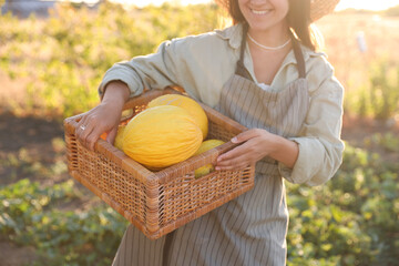 Poster - Woman holding wicker crate of ripe melons in field, closeup