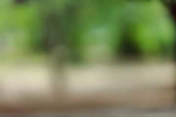 Fototapete - Forest background out of focus. Soft image with sunny weather. Round bokeh. Green background for design.