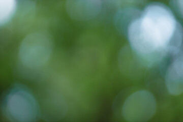 Fototapete - Forest background out of focus. Soft image with sunny weather. Round bokeh. Green background for design.