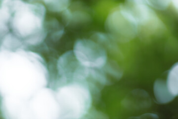 Fototapete - Forest background out of focus. Soft image with sunny weather. Round bokeh. Green background for design.