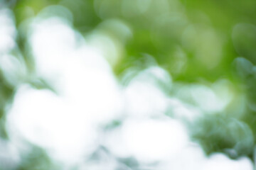 Fototapete - Forest background out of focus. Soft image with sunny weather. Round bokeh. Green background for design.
