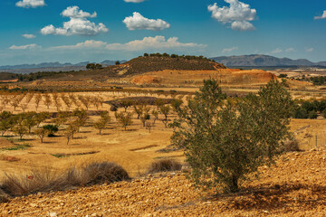 Wall Mural - Spanish countryside with olive and almond trees on slopes of mountains under blue sky with some clouds.