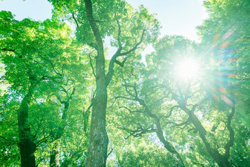  太陽の光が綺麗な新緑の木