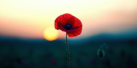 Poster - A red poppy flower is in the foreground of a beautiful sunset