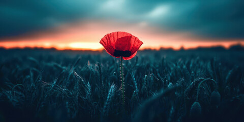 Poster - A red poppy is the only flower in a field of tall grass