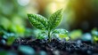 © peppastocker - Business professionals exploring renewable energy options for a greener world through CO2 reduction and clean technology.