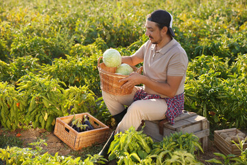 Poster - Farmer harvesting ripe vegetables in field on sunny day