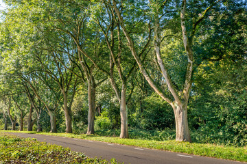 Sticker - Tall trees on the side of a road. It is a sunny day in the Dutch autumn season.