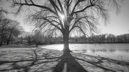  A black and white photograph of a tree with sunlight filtering through the branches, casting intricate shadows